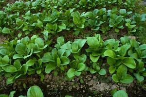 feuilles de moutarde qui poussent dans les champs agricoles photo