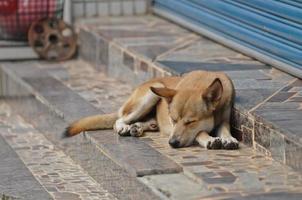 chien taiwanais dormant devant un restaurant photo