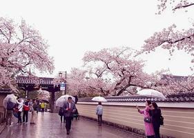 kyoto, japon le 8 avril 2019. les gens marchent en utilisant des parapluies parce qu'il pleut. photo