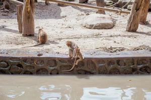 un groupe d'espèces de singes dans le zoo. photo