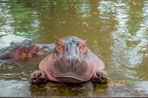 hippopotame. l'hippopotame est un grand photo