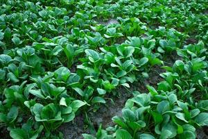 feuilles de moutarde qui poussent dans les champs agricoles photo