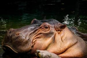 hippopotame. l'hippopotame est un grand photo