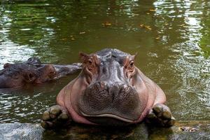 hippopotame. l'hippopotame est un grand photo