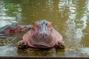 hippopotame. l'hippopotame est un grand photo