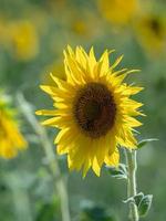 les tournesols reçoivent le beau soleil de l'après-midi photo