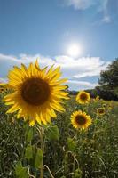 les tournesols reçoivent le beau soleil de l'après-midi photo