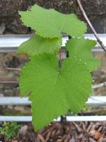 la beauté des feuilles de vigne avec des gouttelettes d'eau sur les bords. arrière-plan flou. photo