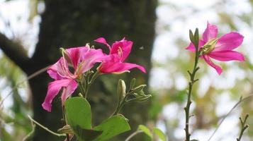 fleur de bauhinia rose en fleurs, orchidée pourpre ou bauhinia pourpre photo