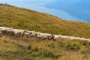 pâturage des moutons et des chèvres au sommet d'une montagne photo