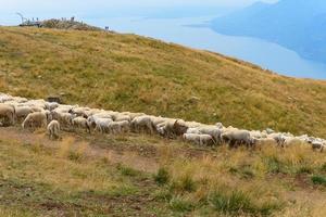 pâturage des moutons et des chèvres au sommet d'une montagne photo