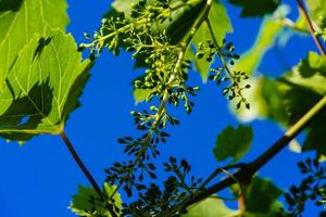 raisins de cuve raisins secs et feuilles de vigne dans le vieux pays à côté de hambourg photo