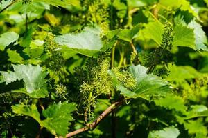 raisins de cuve raisins secs et feuilles de vigne dans le vieux pays à côté de hambourg photo