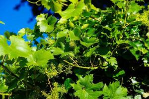 raisins de cuve raisins secs et feuilles de vigne dans le vieux pays à côté de hambourg photo