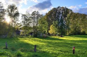 vieil arbre solitaire sur un pré vert avec un ciel bleu en été photo