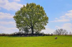 vieil arbre solitaire sur un pré vert avec un ciel bleu en été photo