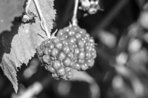 photographie sur le thème belle branche de baies buisson de mûres photo