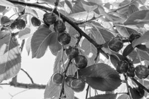 photographie sur le thème belle branche fruitière cerisier photo