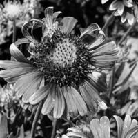 l'abeille ailée vole lentement vers la plante, recueille le nectar pour le miel photo