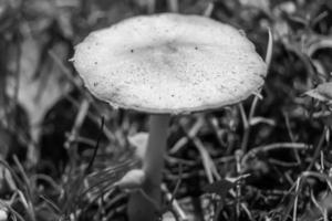 photographie au thème grand beau champignon vénéneux dans la forêt photo