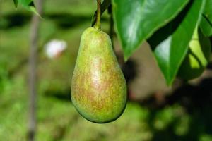 photographie sur le thème belle branche fruitière poirier photo