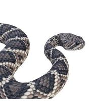 illustration 3d de serpent à sonnettes à dos de diamant de l'est photo