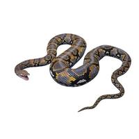 illustration 3d de python réticulé photo