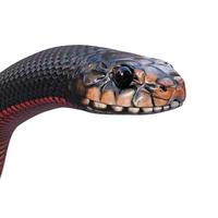 illustration 3d de serpent noir à ventre rouge photo