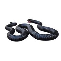illustration 3d de serpent noir à ventre rouge photo