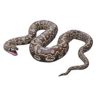 illustration 3d de python de roche sud-africain photo