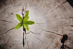 gros plan arbre nouvelle vie anneau de croissance. feuille de plante verte forte poussant sur une vieille souche de bois. espoir d'une nouvelle vie dans le futur environnement naturel, renouveau avec développement des affaires et concept éco symbolique. photo