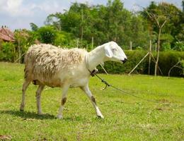 un agneau avec son cou attaché à une corde dans un pré sur l'herbe verte au soleil brûlant. portrait d'agneau. les moutons vivent dans un environnement tropical, les moutons et leurs petits fourragent pour l'herbe photo