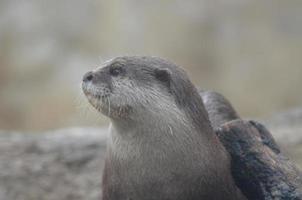 beau visage doux d'une loutre de rivière humide photo