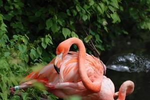 oiseau flamant des Caraïbes ébouriffant ses plumes photo