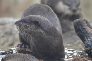 loutre de rivière sauvage entourée d'eau photo