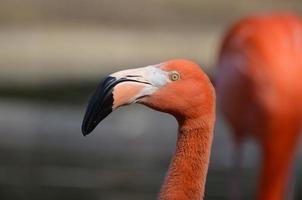 visage d'un flamant rose photo