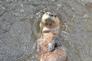 loutre de rivière au visage doux flottant sur le dos photo