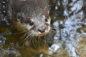 loutre de rivière culminant hors des eaux de la rivière photo