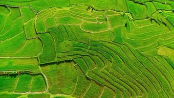 vue aérienne des rizières en terrasses vertes sur les montagnes au printemps. belle zone verte de jeunes rizières ou de terres agricoles dans le nord de la thaïlande. fond de paysage naturel. photo