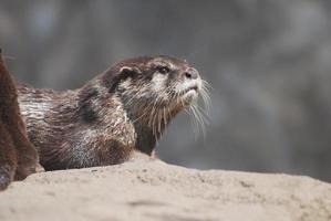 magnifique profil d'une loutre de rivière de près photo