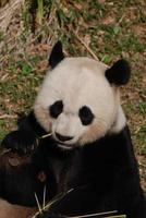 ours panda tenant du bambou en le mangeant photo