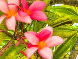 buisson de plumeria à fleurs roses et jaunes au mexique. photo