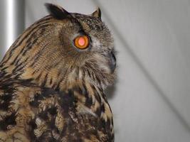 étonnants yeux réfléchissants d'un hibou à longues oreilles photo