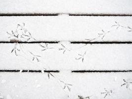 traces d'oiseaux dans la neige. un motif d'empreintes de pas. photo