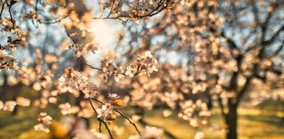 bannière de printemps, branches de cerisier en fleurs sur fond de rayons de soleil ciel bleu doux sur la nature à l'extérieur. fleurs de sakura roses, printemps romantique rêveur, panorama paysager. concept de nature printanière photo