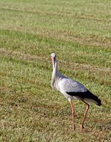 cigogne sur un champ agricole photo