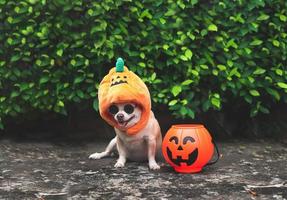 chien chihuahua aux cheveux courts brun portant des lunettes de soleil et un chapeau de citrouille d'halloween assis sur un sol en ciment et des feuilles vertes sur fond avec un panier de citrouille d'halloween en plastique. photo