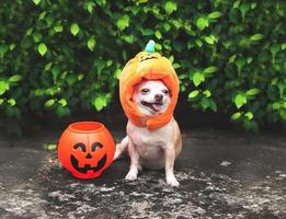 chien chihuahua aux cheveux courts brun portant un chapeau de citrouille d'halloween assis sur un sol en ciment et des feuilles vertes sur fond avec panier de citrouille d'halloween en plastique. photo