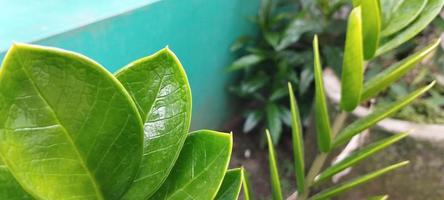 ces arbres porte-bonheur ou plantes de subsistance sont des plantes z, des plantes aroïdes, des «gros garçon» et des plantes vivaces photo