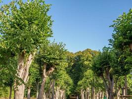 forêt et château en westphalie photo